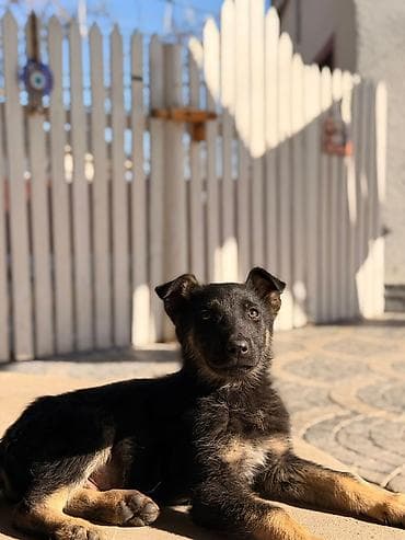 Alman çoban iti, Peyvəndli