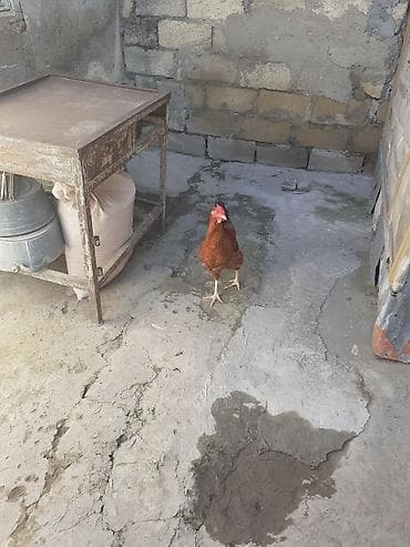 Balıqlar: Toyuq, Yumurtalıq — 2