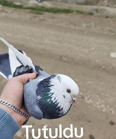 Erkəydi 4 5 saatını görmüşəm qiymət sondu istəyən olsa vçp yazar