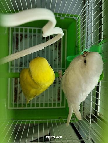 Akvariumlar: Baza ilə birgə dalğalı tutuquşu dəsti - 2 ədəd dalğalı tutuquşu (bir — 1