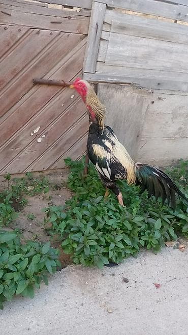 bramo xoruz: Xoruz döyüşdürülməyib — 1