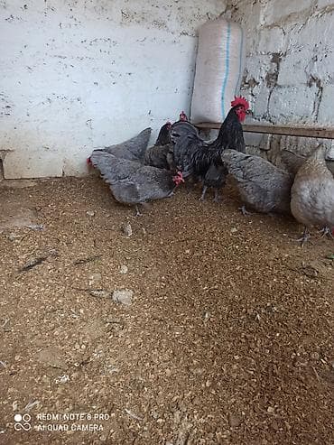 sumatra xoruz: Xoruz, il: 1, Ödənişli çatdırılma — 2