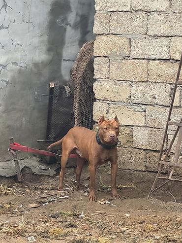 it ucun et: Pitbul, 1 il, Erkek, Peyvəndli, Ünvandan götürmə — 3