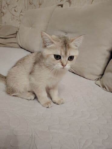 cins pişik: Dişi, Yaxşı əllərə, Ünvandan götürmə — 4