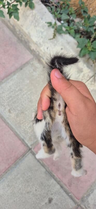 cins pişik: Erkək, Yaxşı əllərə, Ünvandan götürmə — 4