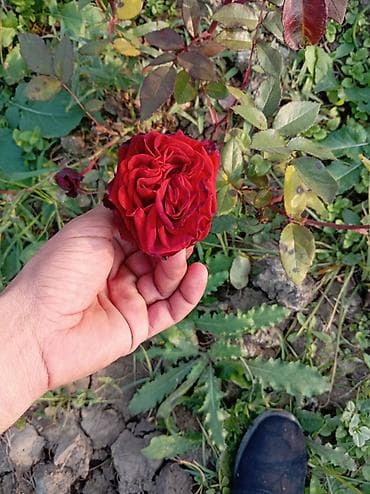 Şitillər: Məhsul: Peyzaj üçün iynəyarpaq və gül kolları - Thuja “Aurea Nana” — 3