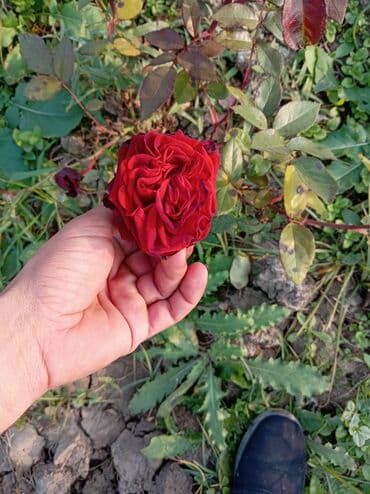 Gül kolları – müxtəlif rəng və sortlar - Qırmızı, sarı-çəhrayı uclu