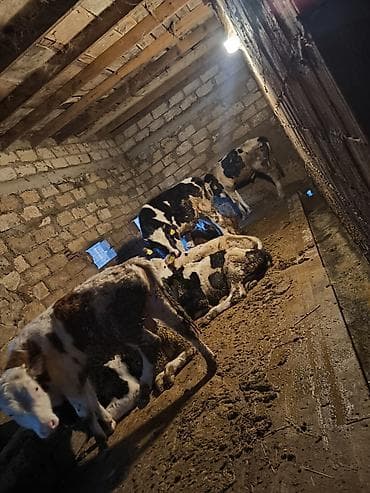 Gəmiricilər: Satış: Qaramal buzovları (şəkillərdə görünən partiya) - Cinslər — 5