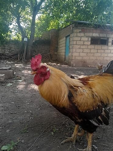 Xoruz, il: 3