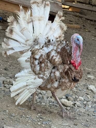 atla eşşəyin cütləşməsi: Erkək, Damazlıq — 8