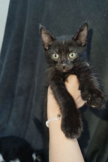 ağ pişik balası: Yaxşı əllərə — 1