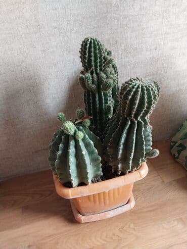 Лекарства для растений: Комнатные растения — 1