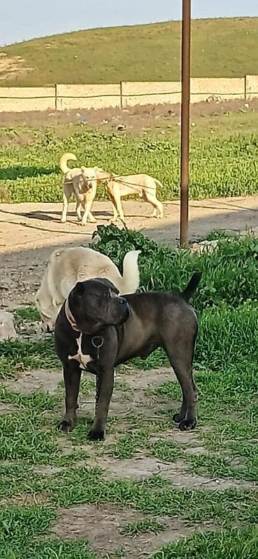 dinqo itleri: Kane-Korso, 2 il, Erkek, Peyvəndli — 7