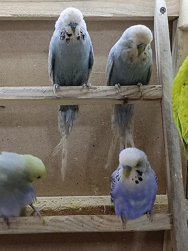 it adları oglan: Vıstıvka erkek 1 yaş 7 ay — 3