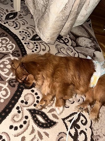 zvanok iti haqqinda: Pekines, 5 ay, Erkek, Peyvəndli — 2