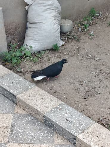 göyercin yuvası: Məhsul: Bəzək və uçuş üçün göyərçinlər Təsvir:salam. 4 eded goyercin — 6