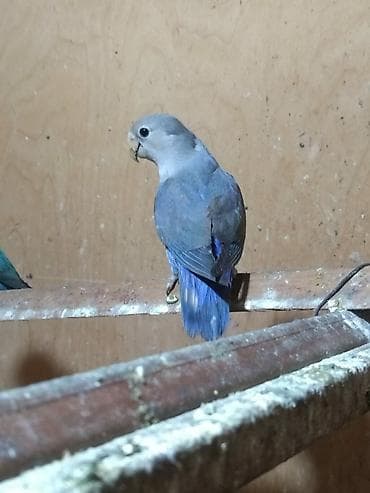 deve quşu: Nerazluçnik.Hazır cüt hər iksi sarı.1 tək maya hazır quşdu sarı rəng,1 — 5