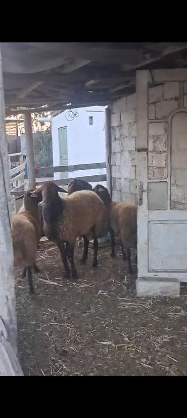 Qala cinsi bir erkek bir ana 2bala balalrin 1 yasi var satiram 4u