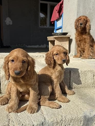 coban itləri: Koker spaniyel, 3 ay, Erkek, Peyvəndli, Ünvandan götürmə, Pulsuz çatdırılma — 3