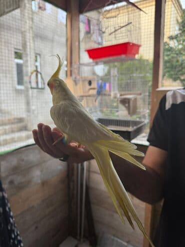 Şampunlar: Növ: Nimfa (Cockatiel) – lutino rəng mutasiyası Rəng və görünüş lalafo.az -da — 2 Şampunlar: Növ: Nimfa (Cockatiel) – lutino rəng mutasiyası Rəng və görünüş — 2