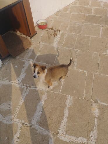 Yuvalar: Zvanok it balasi satilir 1 ayliqdi tam saglam heyvandi — 6