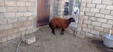 Inəklər, öküzlər: Erkək, Qala, il: 1, Damazlıq — 9