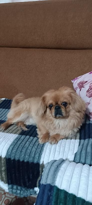 Pekines