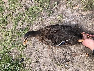 yerli inekler: Mallar – ördək (dişi) - Cinsəxasiyyət: yerli malla/çöl rəngli dişi — 4