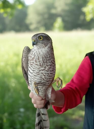 qumru quşu vikipediya: Yırtıcı quş – şahin Xüsusiyyətlər: - Növ: şahin (kiçik/orta ölçülü — 1