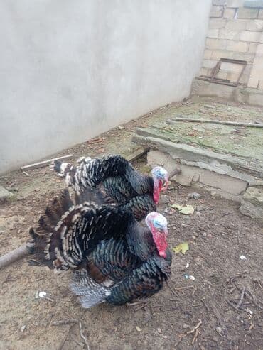 Коровы, быки: Məhsul: Hinduşka sürüsü Təsvir: - Şəkillərdə iri cüssəli, rəngbərəng — 5