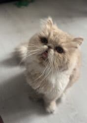 fars pişik: Fars — 2