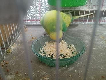 mehebbet qusu satisi: Damazlıq bala vermiş çex tutuquşuları satılır 2-3 dəfə bala almışam — 8