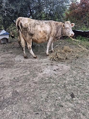 inək sagan: Dişi, il: 9, Südlük, Ünvandan götürmə — 5