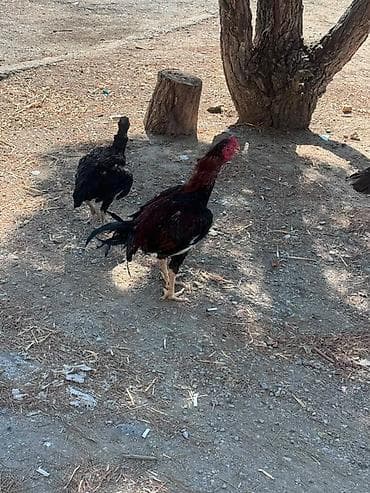 Barter edirem yerli toyuqlarla