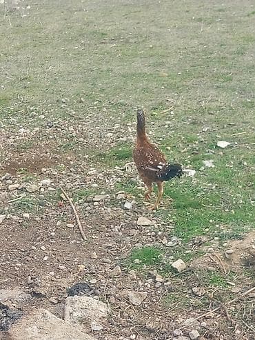 Balıqlar: Heyratı Cavan Fərədi Kürtdən təzə ayılıb tam sağlamdı real Alıcıya — 3