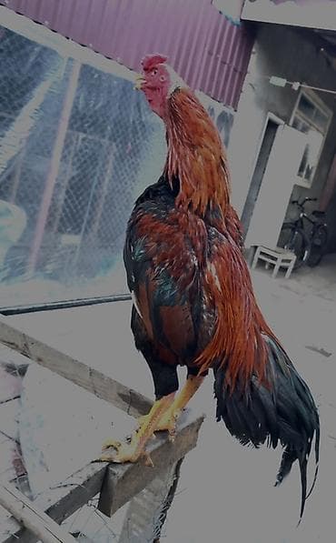 ucuz pişikler: Təsvir: - Cins: Uzunboyun döyüş tipi xoruz (Asil tipli görünüş) - — 5