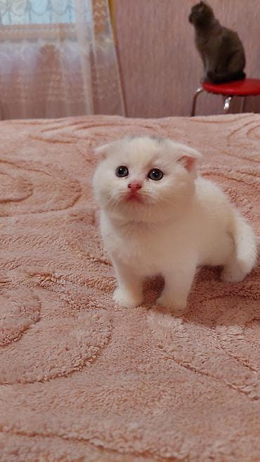 şotlant pişiy: Şotland, Dişi, Ünvandan götürmə — 1