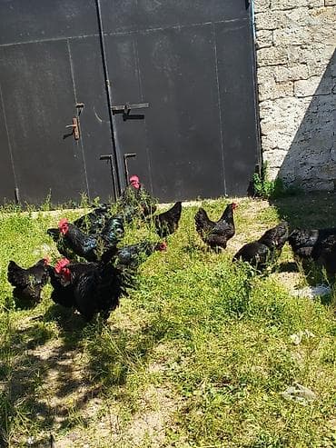 Toyuq, Australorp, Yumurtalıq