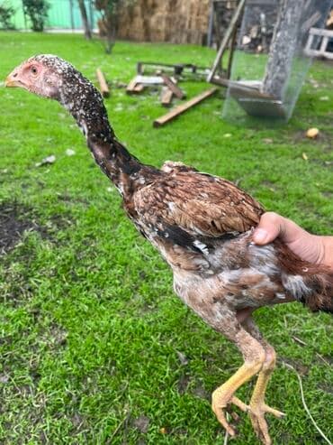 ineklerin satisi: Toyuq cücələri, Damazlıq — 5