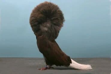 Yakobin Maya lazımdır normal kimde varsa yazsın mənə xaiş edirəm lalafo.az -da Yakobin Maya lazımdır normal kimde varsa yazsın mənə xaiş edirəm