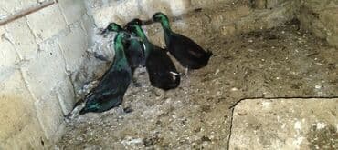 serebrist cuce satisi: 5 ədəd Kayuqa bu ilki becelerdi təmiz qanadlar — 2