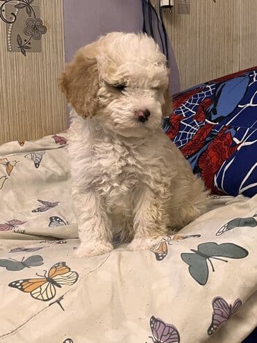 gözəl it adları: Pudel, 2 ay, Erkek, Peyvəndli, Ödənişli çatdırılma — 7