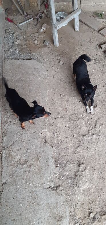 it şəkili: Miniatür pinçer, Peyvəndli — 2