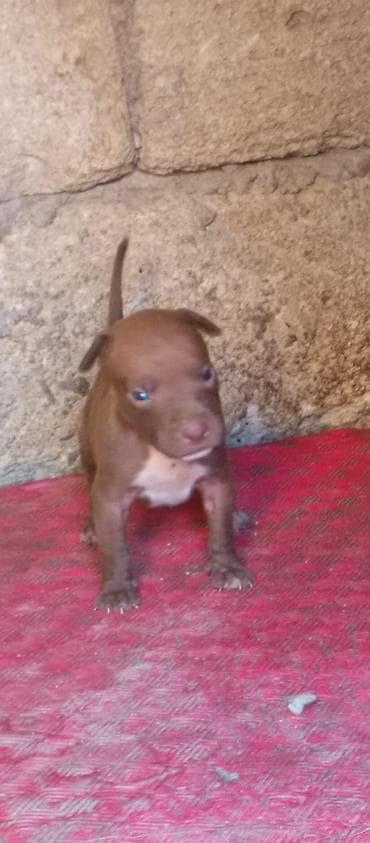 it pitbull: Pitbul, Peyvəndli — 2