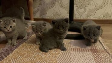 кот для вязки: Британская, Самец, Самка, Самовывоз — 4