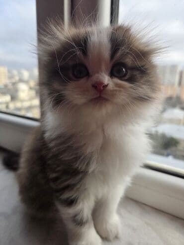 Kasalar: Məhsul: Scottish Təsvir: - Şəkillərdə gördüyünüz çox şirin pişik — 6