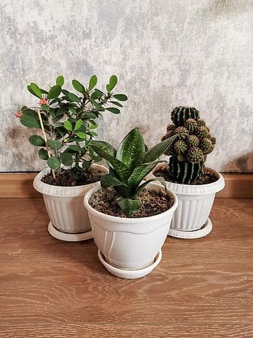 Nəzər bitkisi + sansevieria + kaktus. Üçü birlikdə qabla bir yerdə