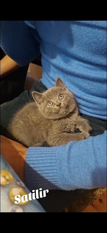 inək necə aya doğur: Britan, Erkək, Dişi, Yaxşı əllərə, Ödənişli çatdırılma — 1