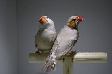 hazır hicablar: Amadin quslari saglam ve hazir quslardir. cüt veya tek satilir. qiymet — 8