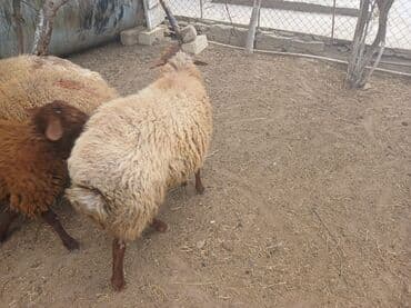 cins ineklerin satisi 2018: Qoyunlar – yerli ətlik/yunluq sürü - Şəkillərdə bir neçə baş yerli — 6